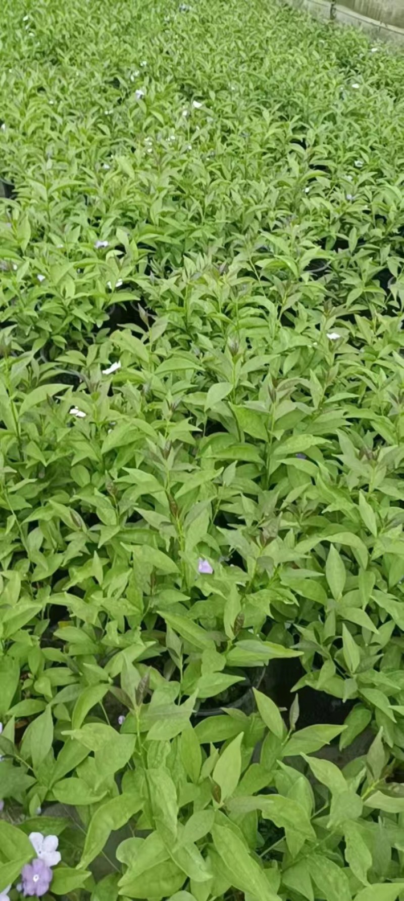 双色茉莉批发鸳鸯茉莉杯苗园林绿化工程苗批发
