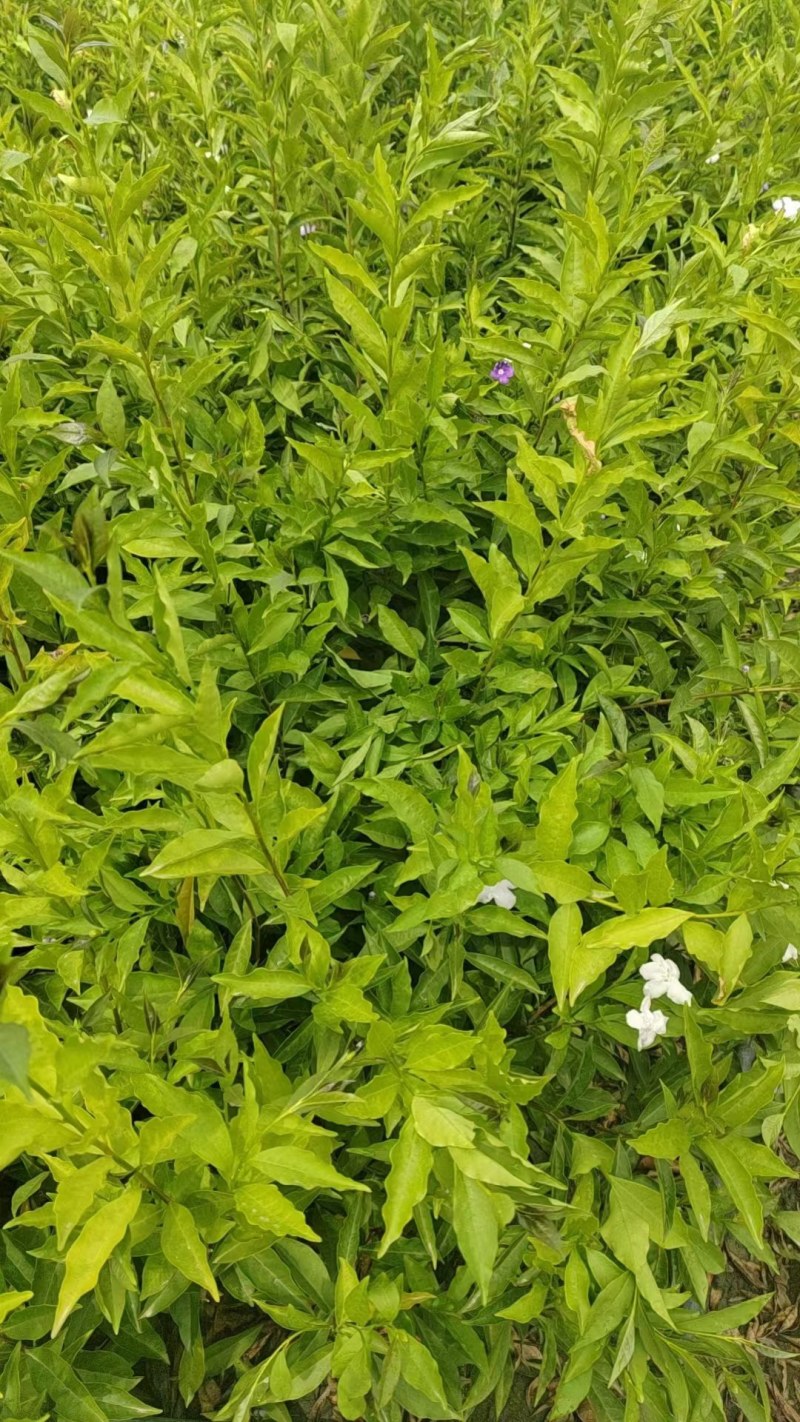 双色茉莉批发鸳鸯茉莉杯苗园林绿化工程苗批发