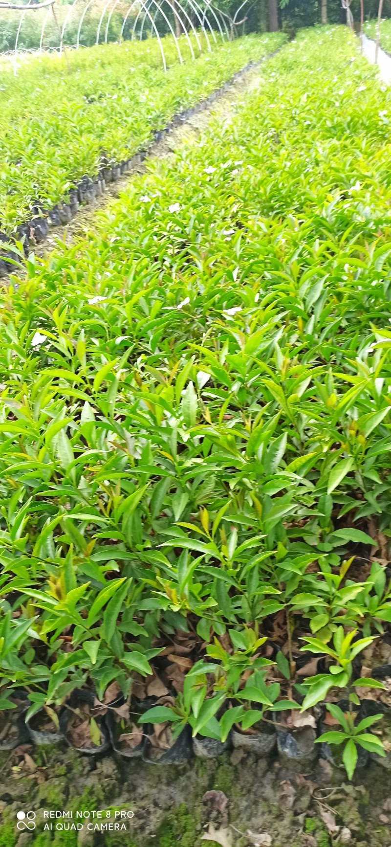 双色茉莉批发鸳鸯茉莉杯苗园林绿化工程苗批发