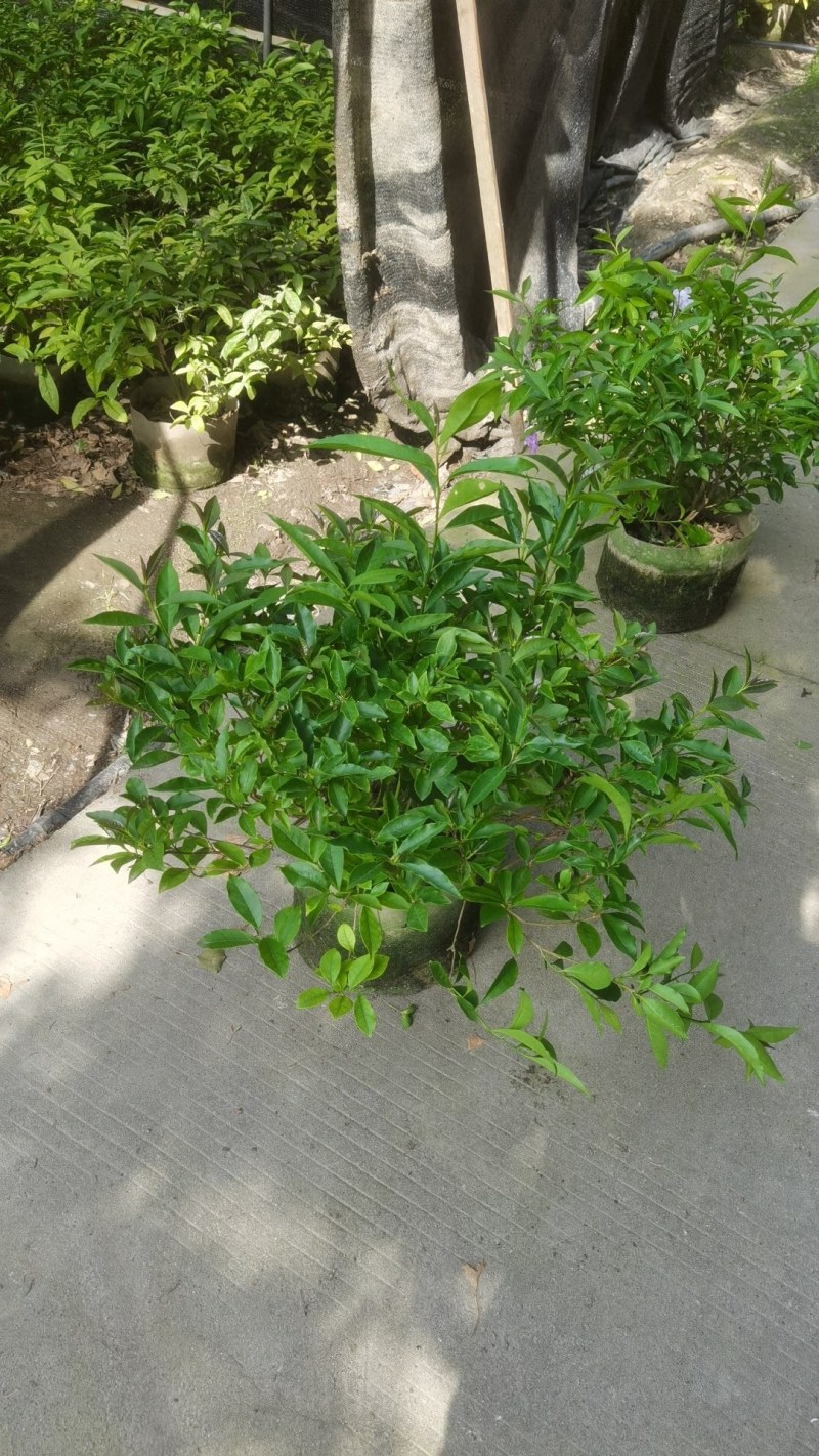 双色茉莉批发鸳鸯茉莉杯苗园林绿化工程苗批发