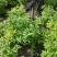 双色茉莉20-50高基地直销大小杯市政工程园林绿化苗