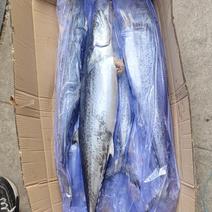 蓝点马鲛鱼标价实价，破腹蓝点马鲛鱼，鲅鱼燕鲅鱼