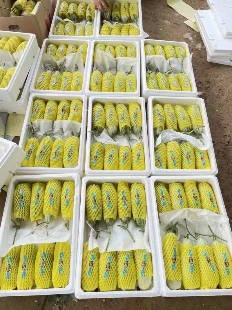 羊角蜜甜瓜上市中诚信经营，代发全国各大市场，对接各大商超