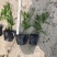 双色茉莉20-50高基地直销大小杯市政工程园林绿化苗