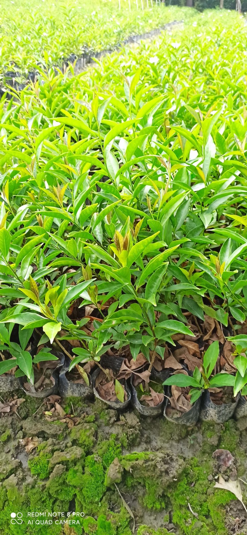 双色茉莉20-50高基地直销大小杯市政工程园林绿化苗
