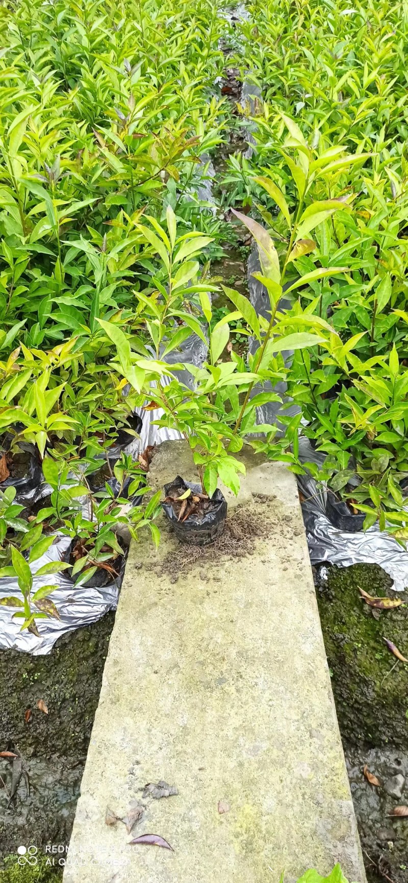 双色茉莉20-50高基地直销大小杯市政工程园林绿化苗