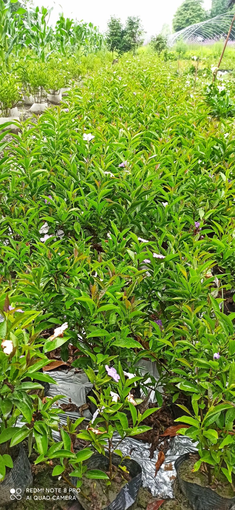 双色茉莉20-50高基地直销大小杯市政工程园林绿化苗