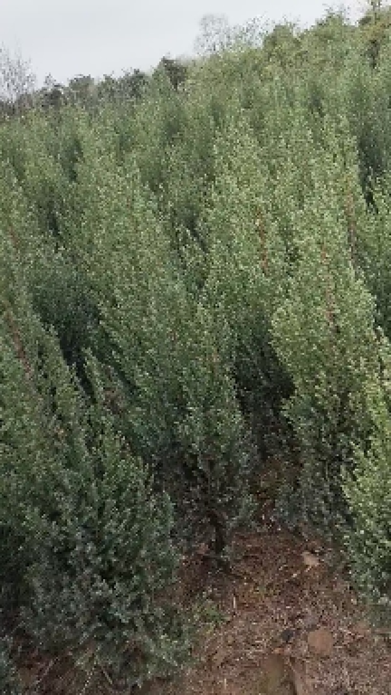 柏树