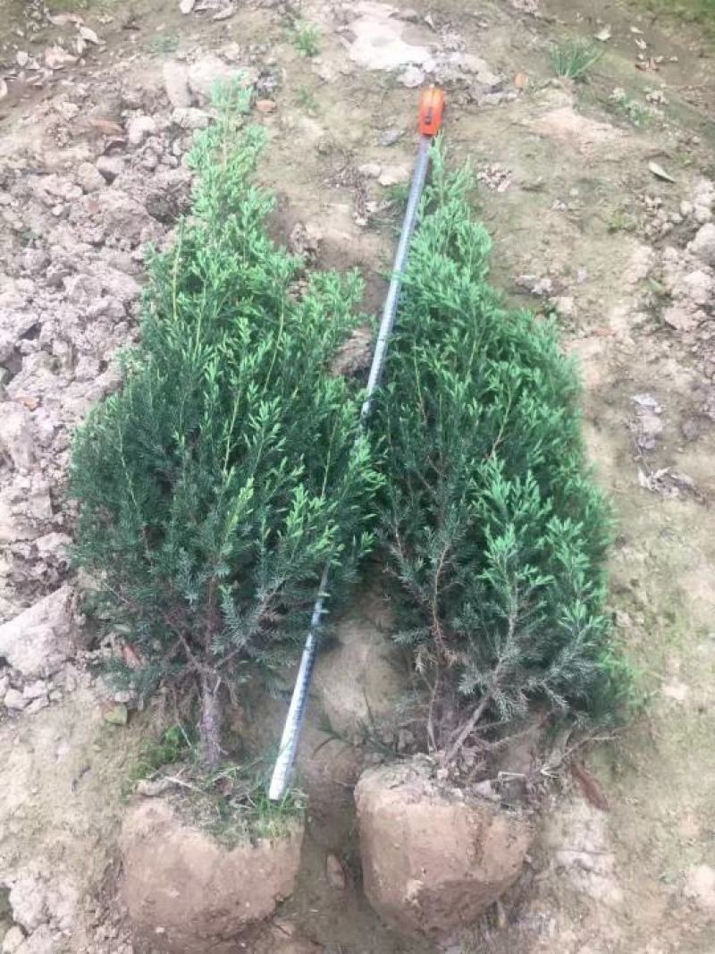柏树