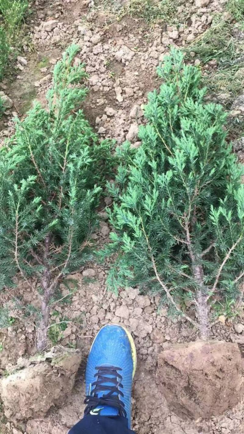 柏树