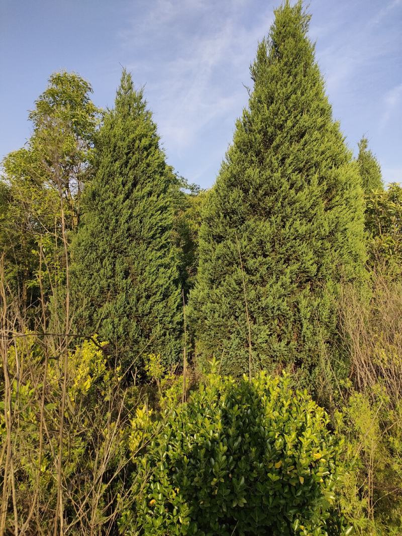 柏树