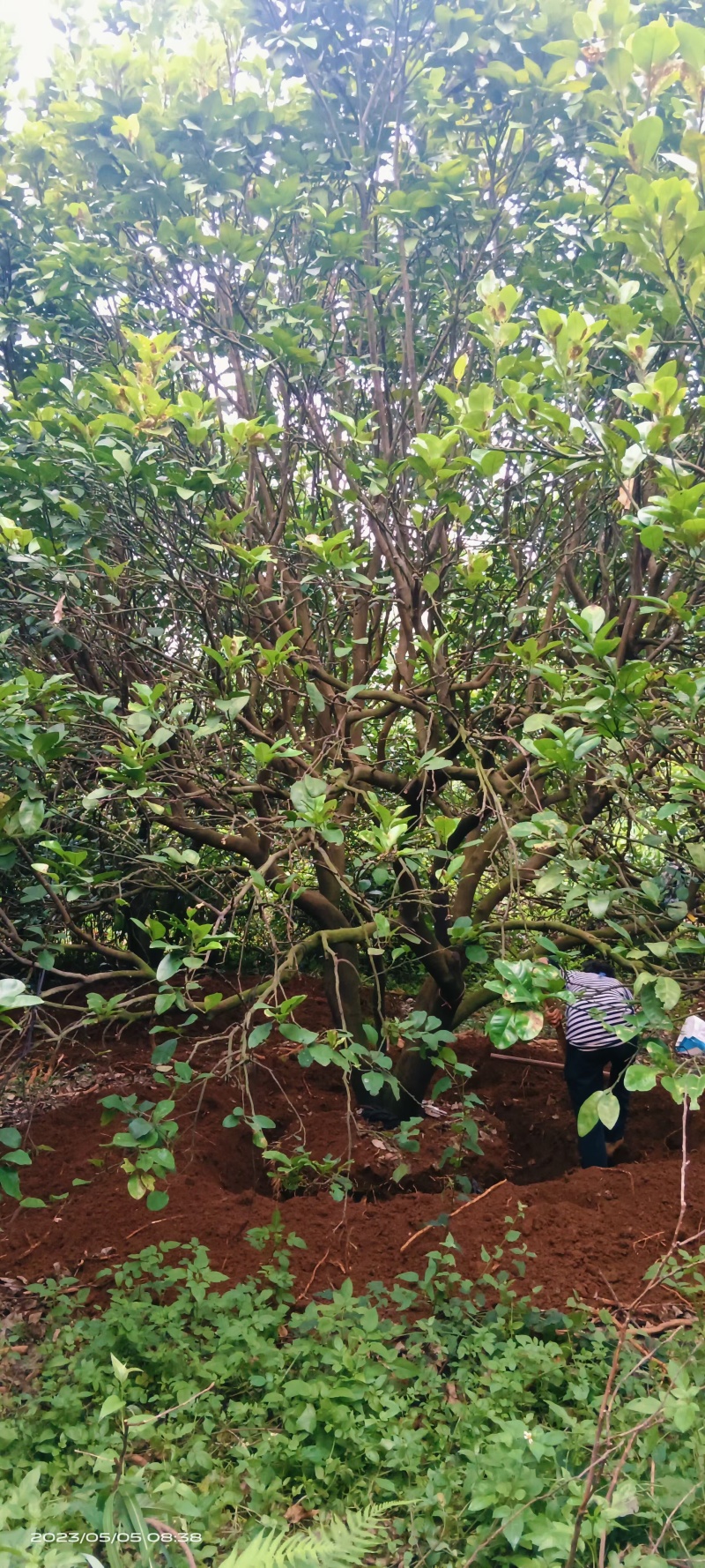 4.5-5米大骨架柚子树香泡