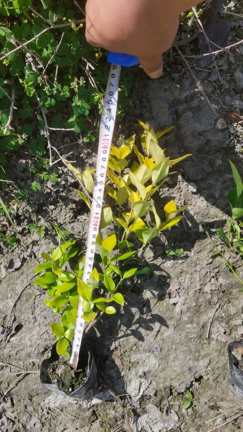 自家苗圃供应金森女贞杯苗小杯大杯基地直销一手货源