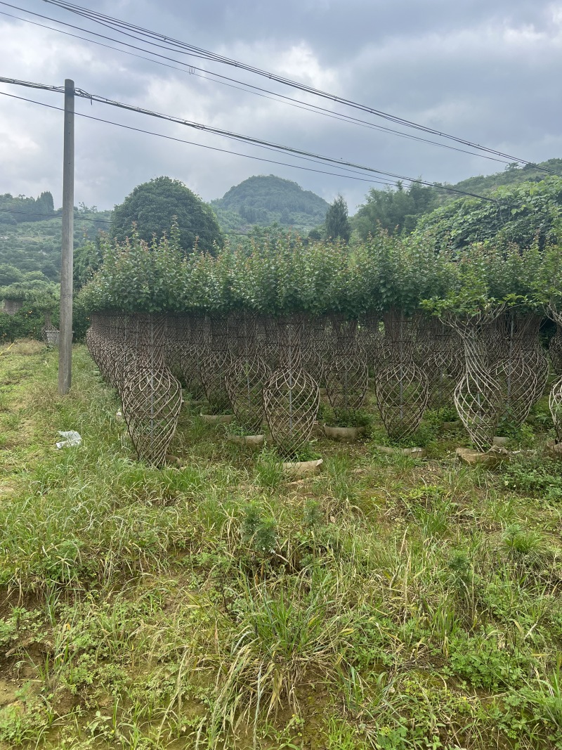 紫薇花瓶1.5米高度还要点货