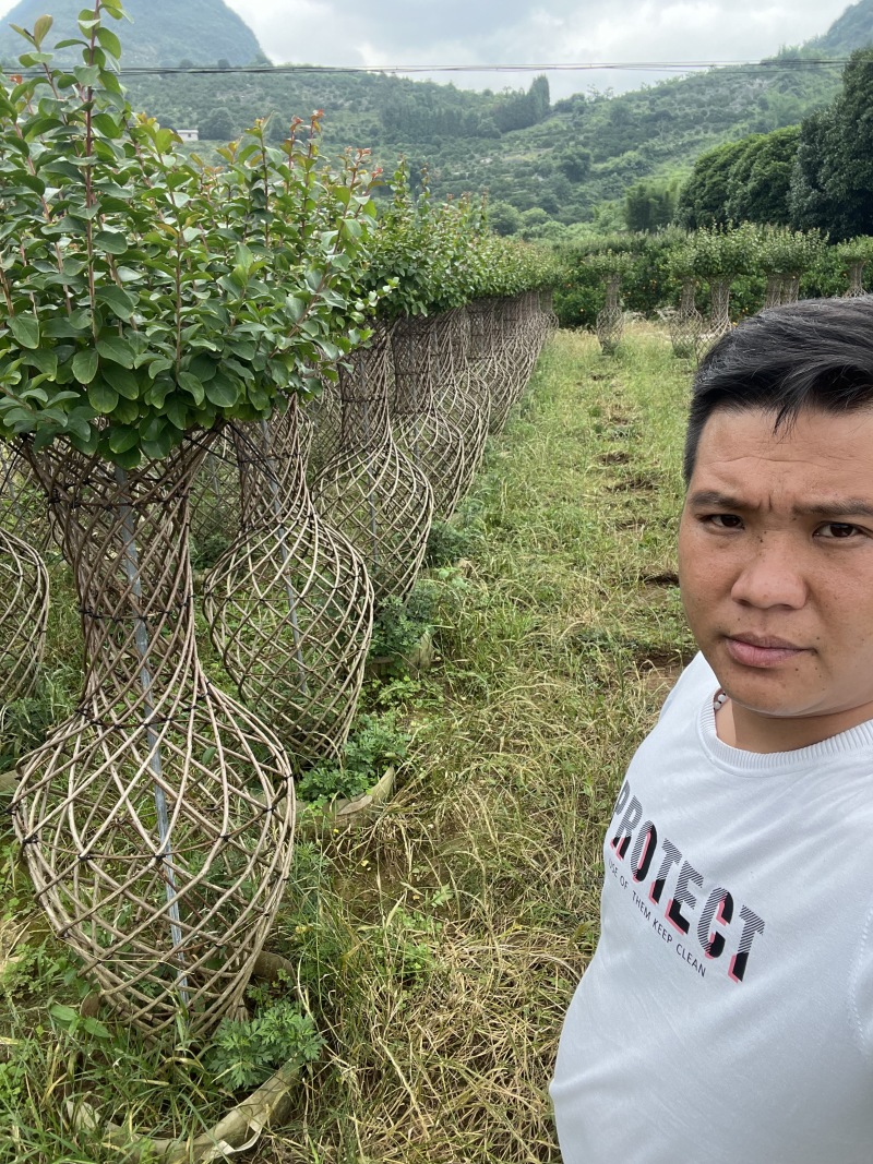 紫薇花瓶1.5米高度还要点货