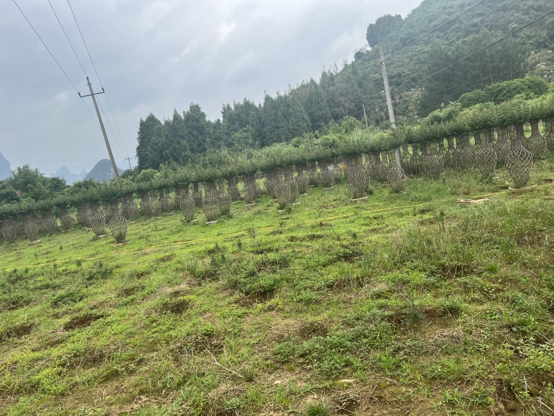紫薇花瓶1.5米高度还要点货