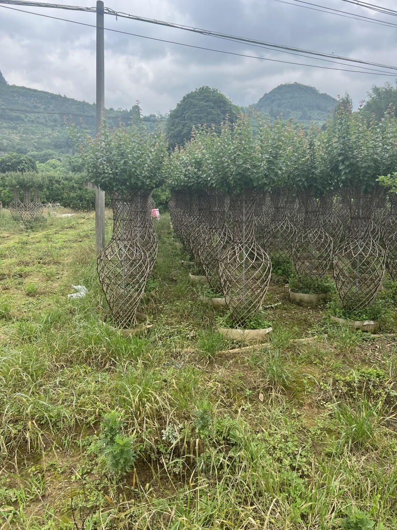 紫薇花瓶1.5米高度还要点货