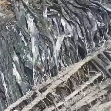 福建莆田干海带批发零售