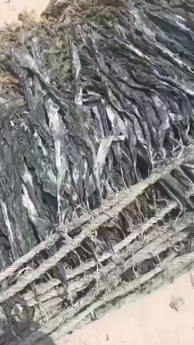 福建莆田干海带批发零售
