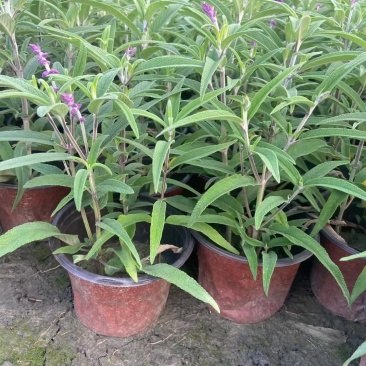 墨西哥鼠尾草蓝花鼠尾草杯苗花坛草花基地批发