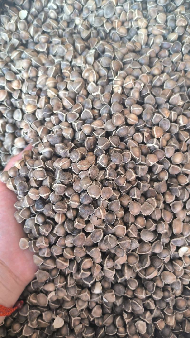 辣木籽大颗粒辣木籽去皮直接吃规格齐全地道中药材