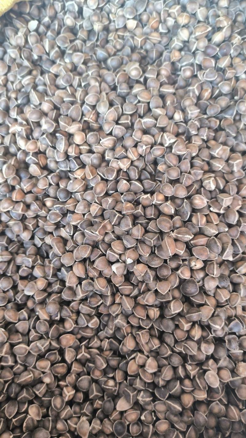 辣木籽大颗粒辣木籽去皮直接吃规格齐全地道中药材