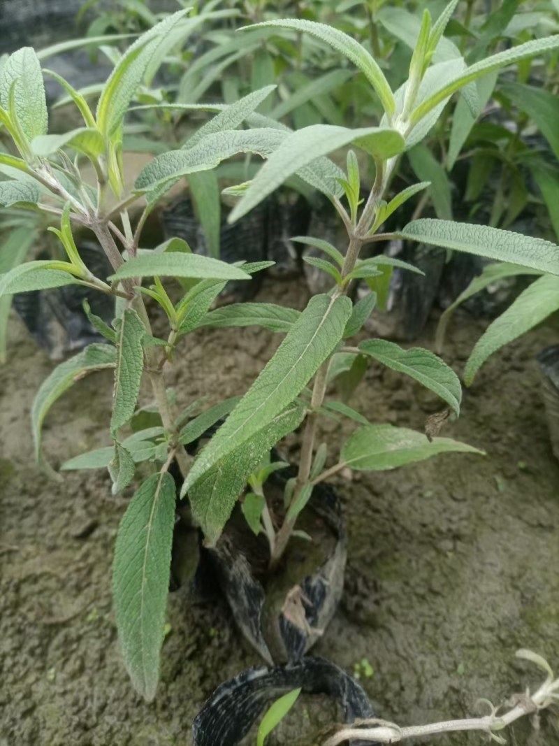 墨西哥鼠尾草蓝花鼠尾草杯苗花坛草花基地批发