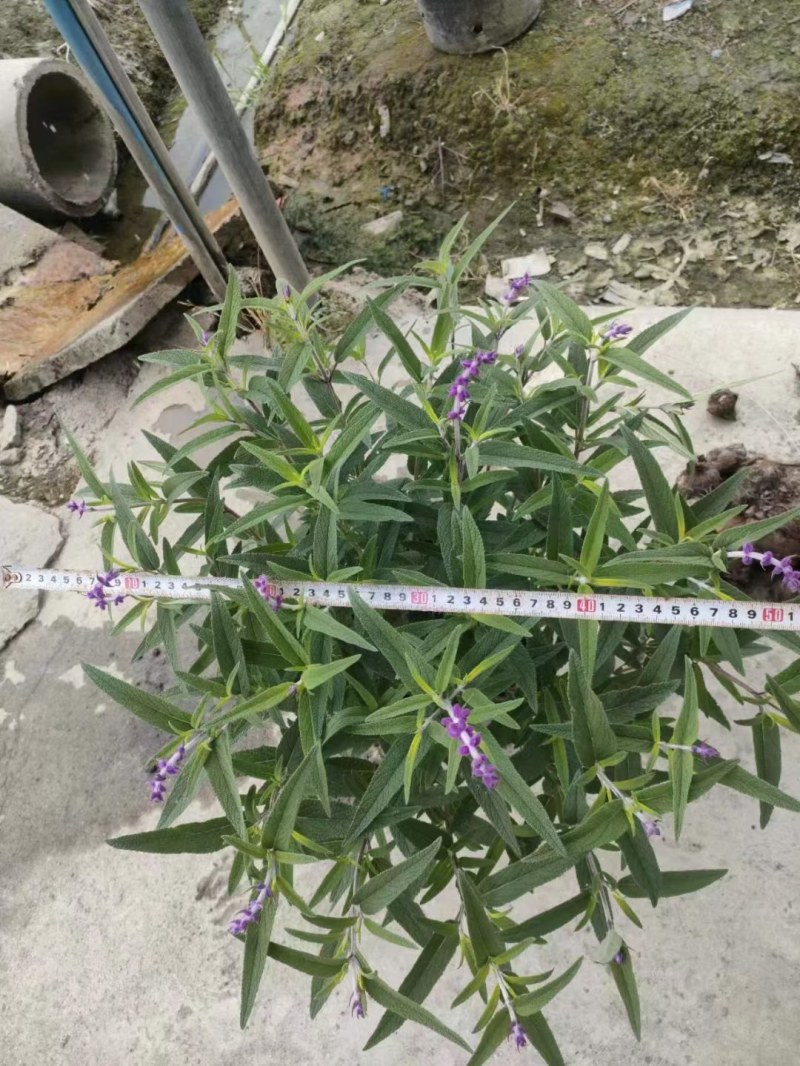 墨西哥鼠尾草蓝花鼠尾草杯苗花坛草花基地批发