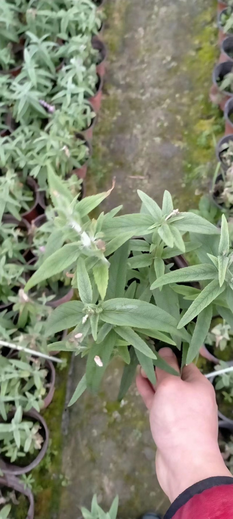 墨西哥鼠尾草蓝花鼠尾草杯苗花坛草花基地批发