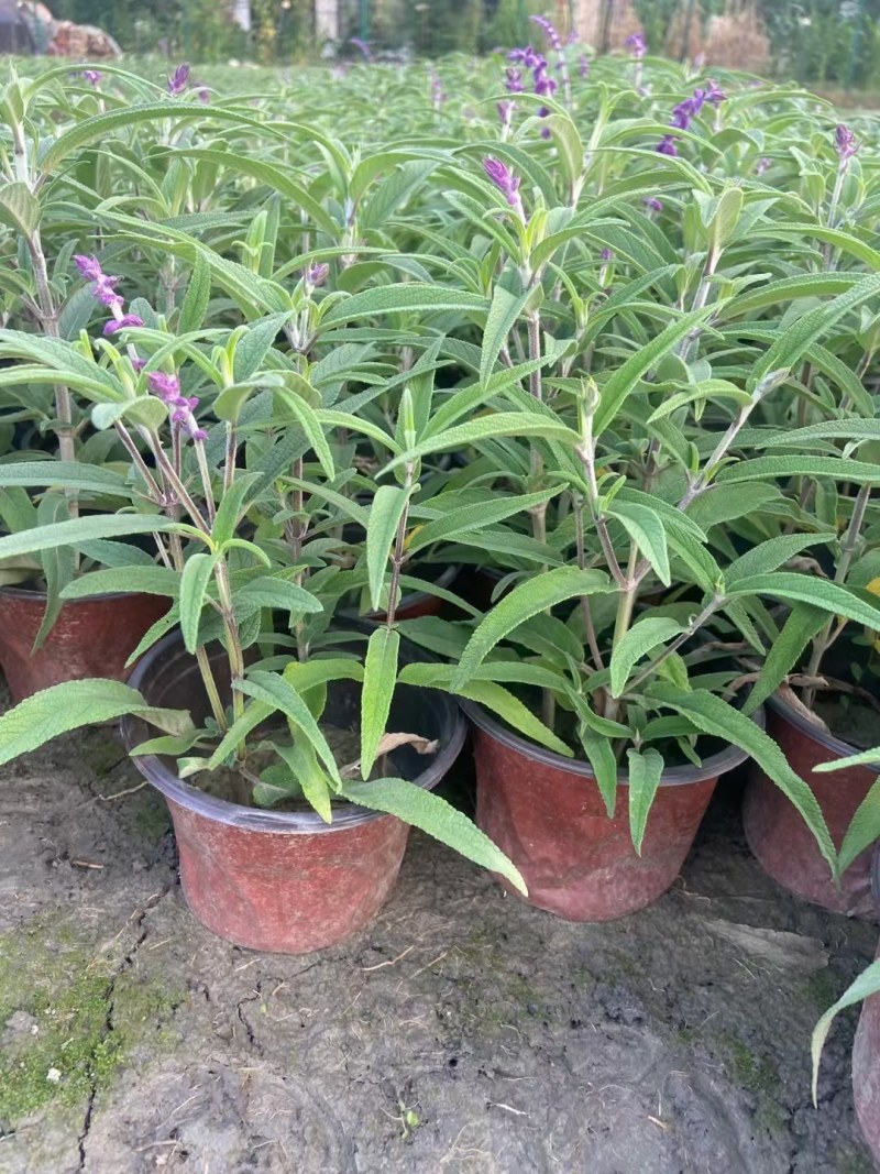墨西哥鼠尾草蓝花鼠尾草杯苗花坛草花基地批发