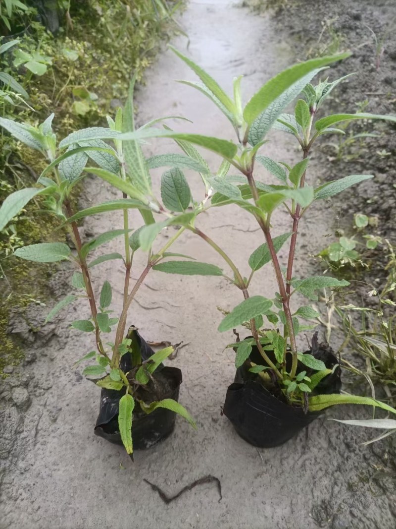 墨西哥鼠尾草蓝花鼠尾草杯苗花坛草花基地批发