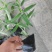 墨西哥鼠尾草蓝花鼠尾草杯苗花坛草花基地批发