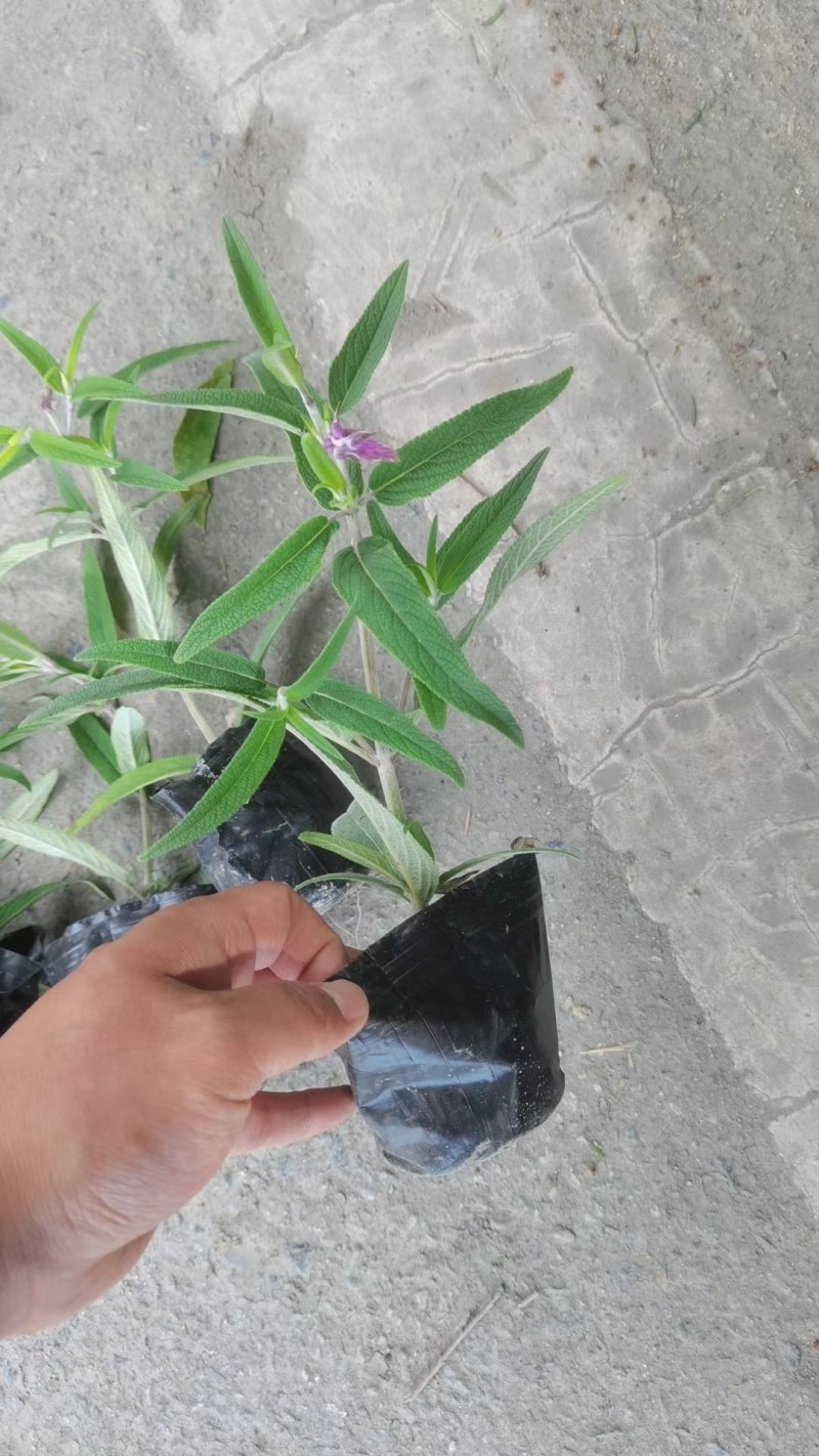 墨西哥鼠尾草蓝花鼠尾草杯苗花坛草花基地批发