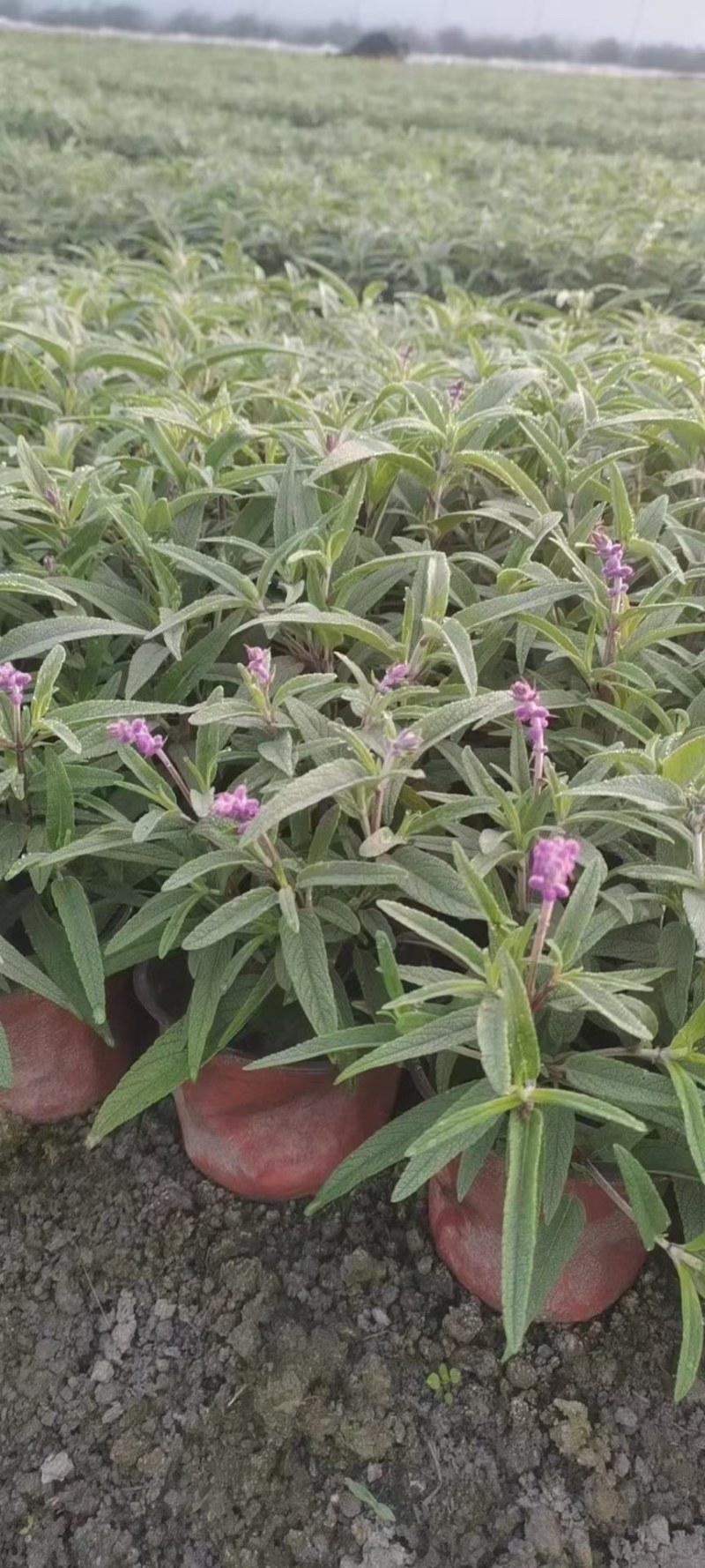 墨西哥鼠尾草蓝花鼠尾草杯苗花坛草花基地批发