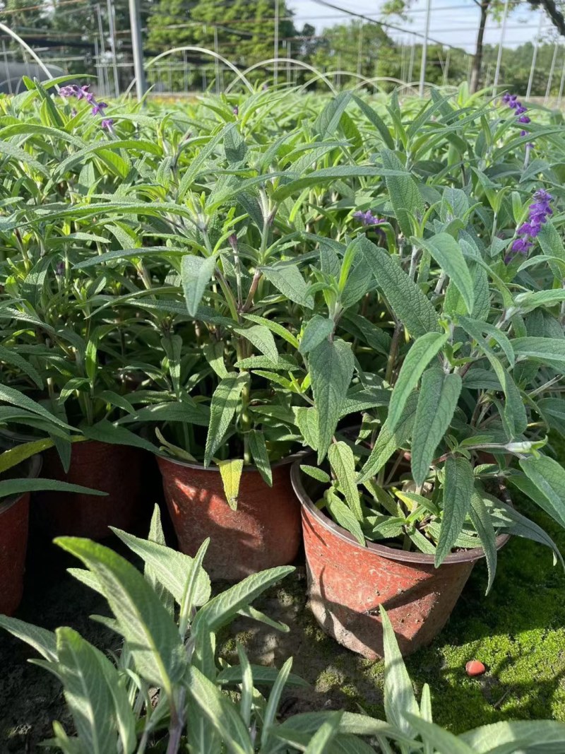 墨西哥鼠尾草蓝花鼠尾草杯苗花坛草花基地批发