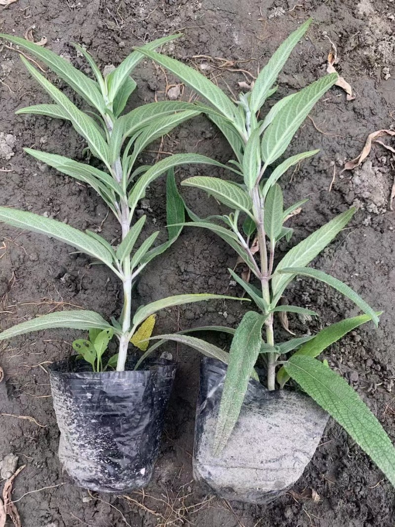 墨西哥鼠尾草蓝花鼠尾草杯苗花坛草花基地批发