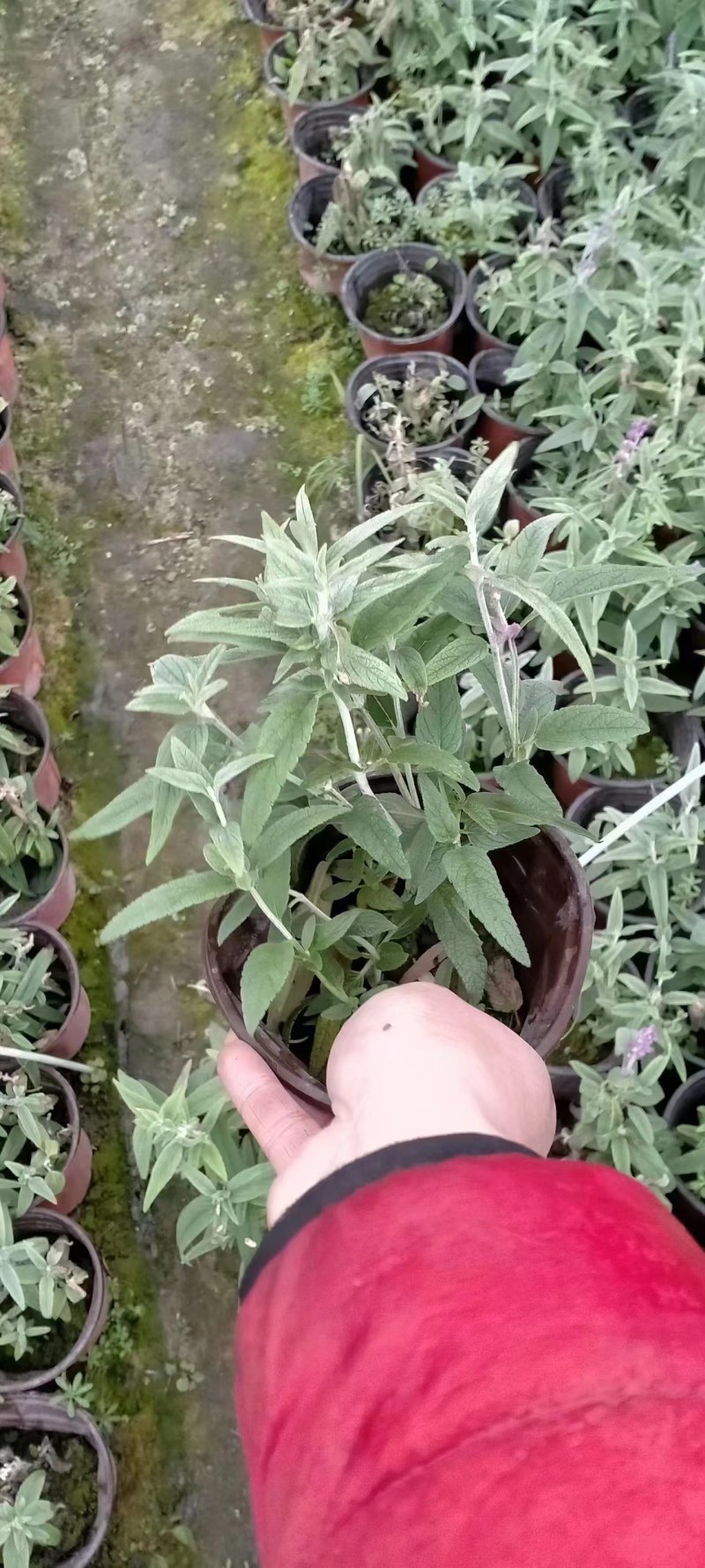墨西哥鼠尾草蓝花鼠尾草杯苗花坛草花基地批发