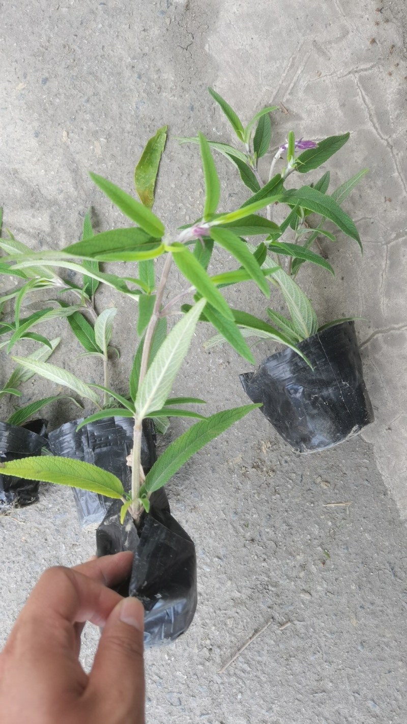 墨西哥鼠尾草蓝花鼠尾草杯苗花坛草花基地批发