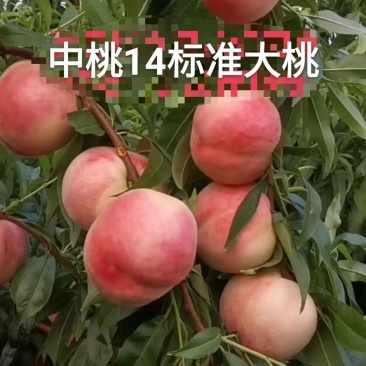 金安脆桃