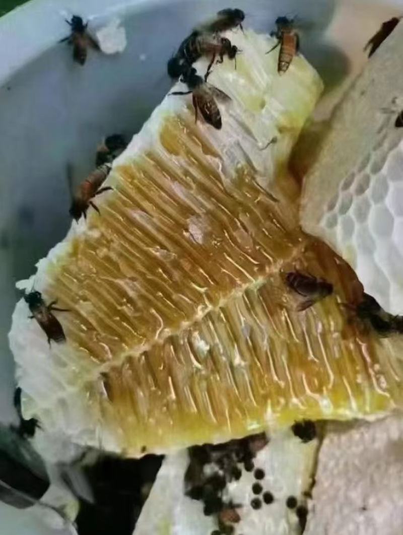 蜂巢蜜，自产自销，一手蜜源深山定点养殖，仅拿人工费一年一