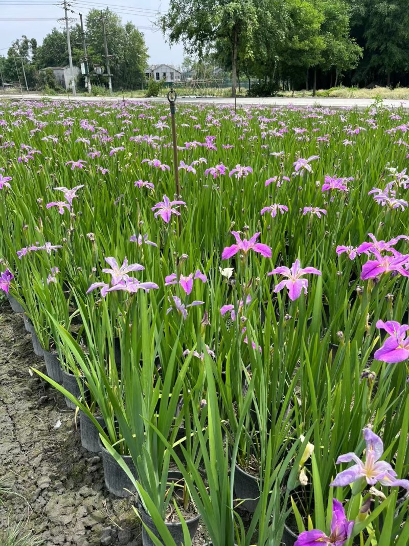 西伯利亚鸢尾紫花鸢尾黄花鸢尾德国鸢尾水生植物基地