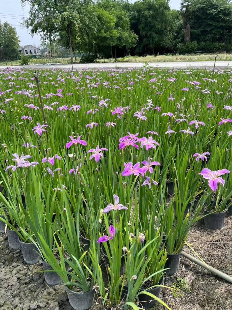 西伯利亚鸢尾紫花鸢尾黄花鸢尾德国鸢尾水生植物基地