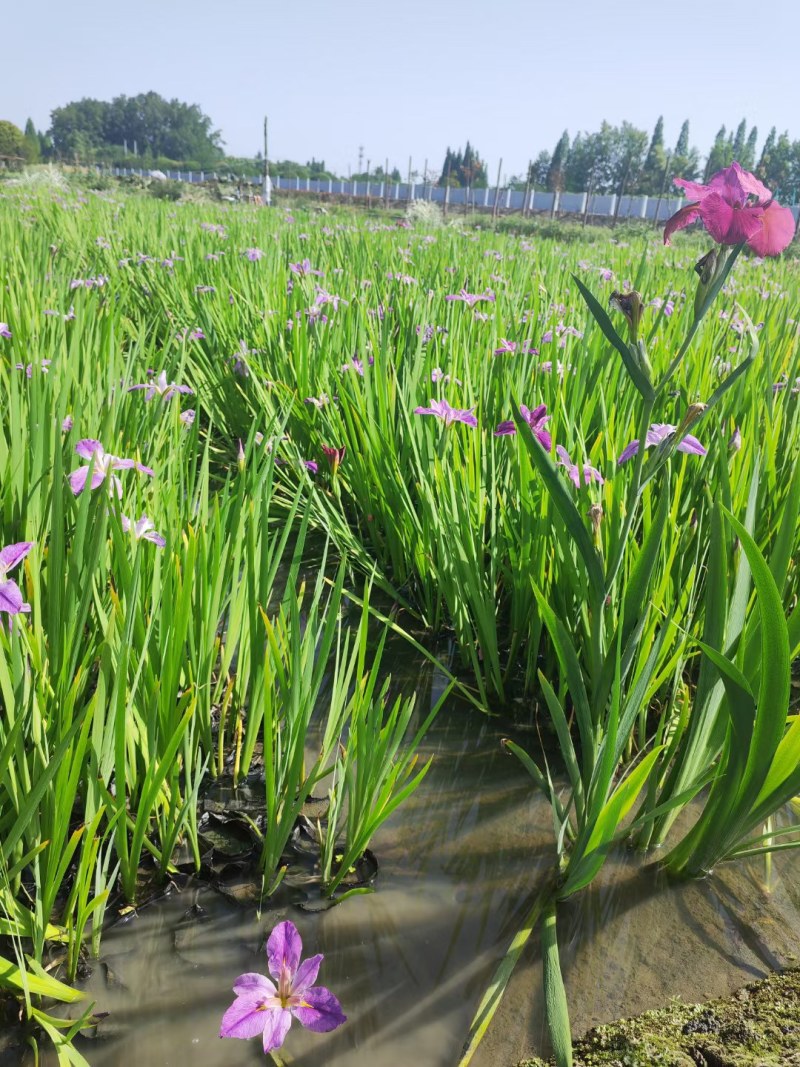 西伯利亚鸢尾紫花鸢尾黄花鸢尾德国鸢尾水生植物基地