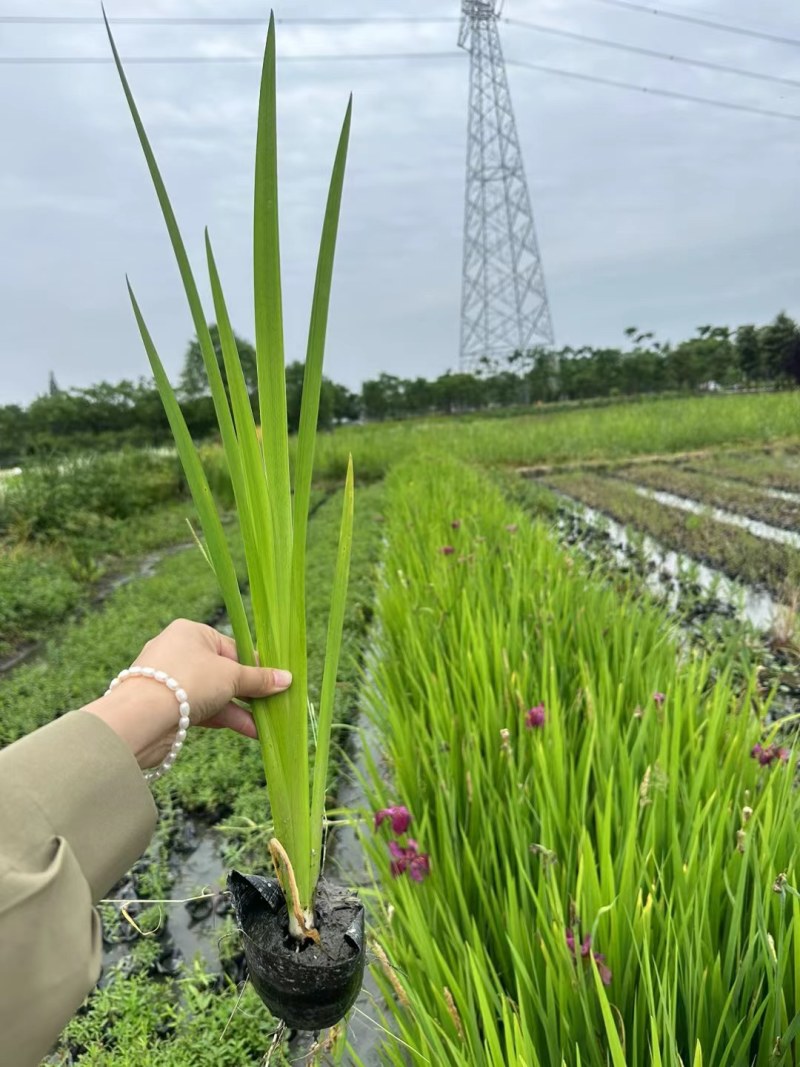 西伯利亚鸢尾紫花鸢尾黄花鸢尾德国鸢尾水生植物基地