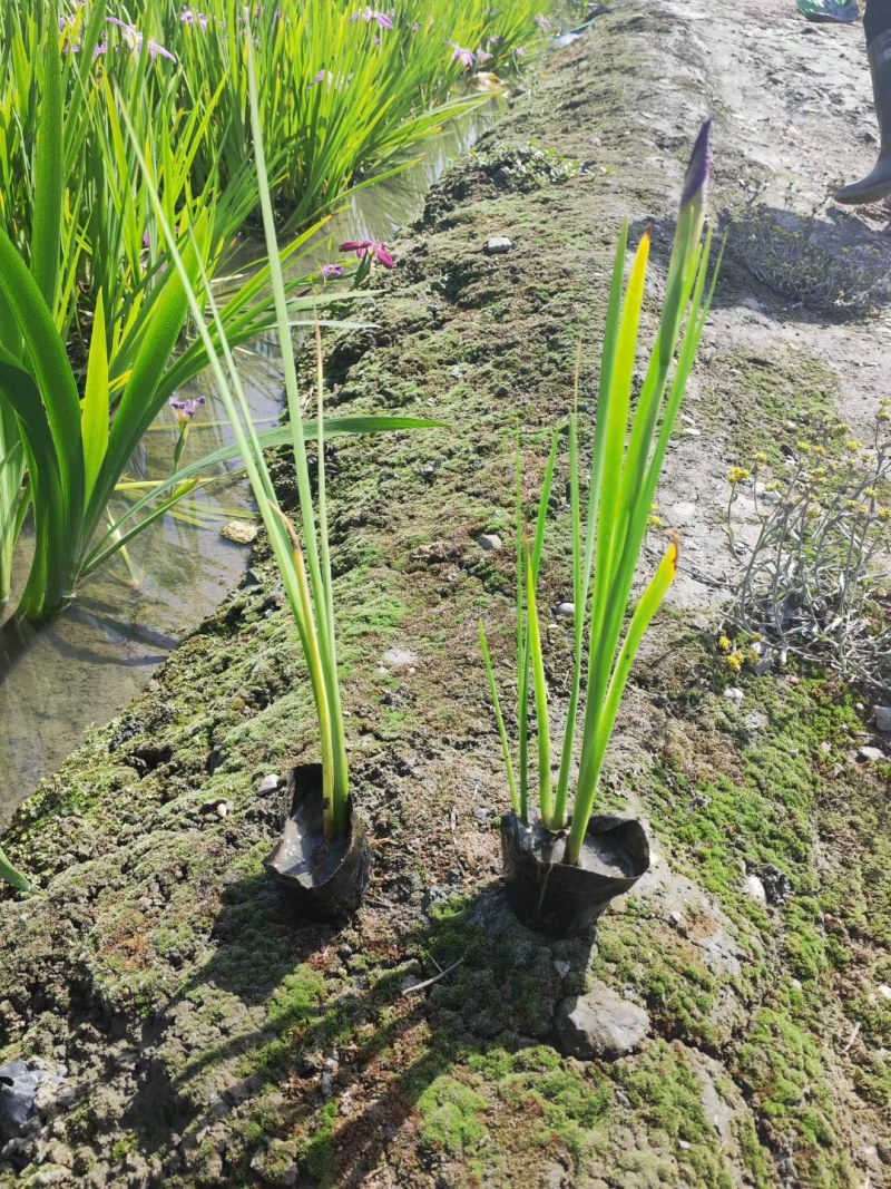 西伯利亚鸢尾紫花鸢尾黄花鸢尾德国鸢尾水生植物基地