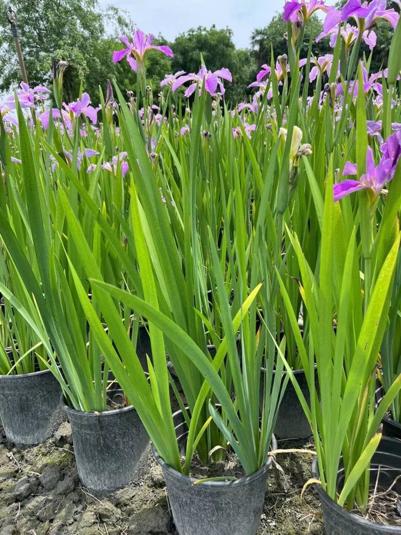 西伯利亚鸢尾紫花鸢尾黄花鸢尾德国鸢尾水生植物基地