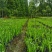 西伯利亚鸢尾紫花鸢尾黄花鸢尾德国鸢尾水生植物基地