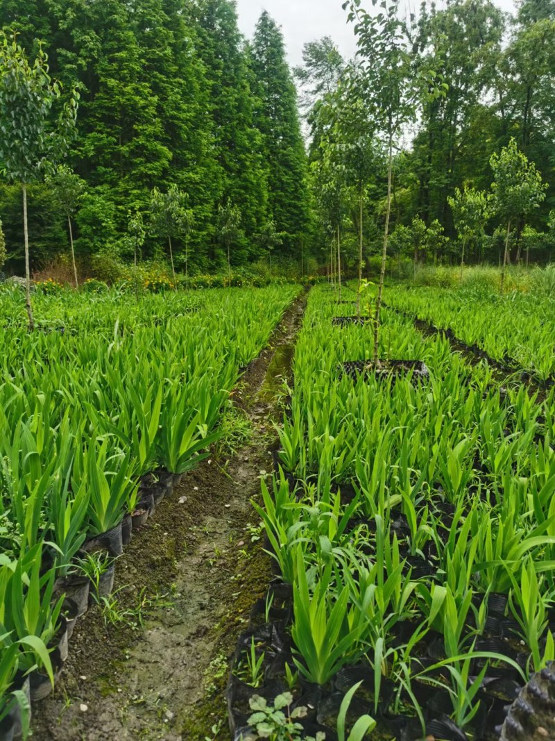 西伯利亚鸢尾紫花鸢尾黄花鸢尾德国鸢尾水生植物基地