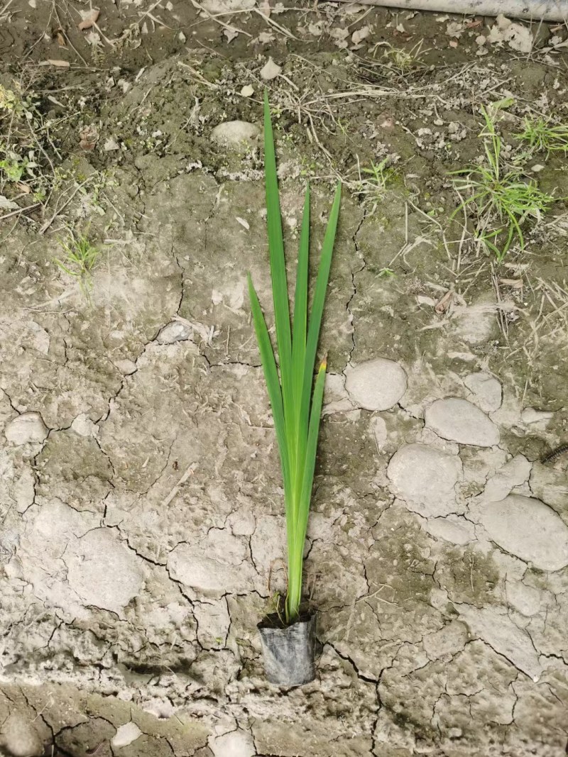 西伯利亚鸢尾紫花鸢尾黄花鸢尾德国鸢尾水生植物基地