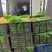射干苗大型专业育苗基地，一手货源诚信经营全国发货，量大价优